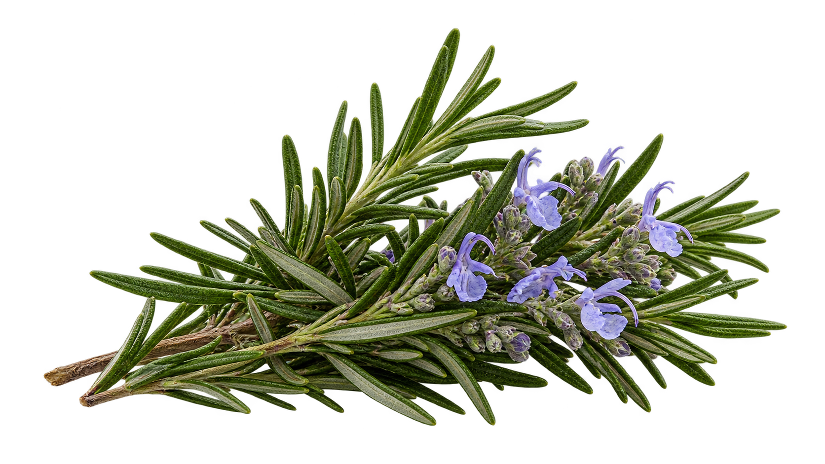 Rosemary